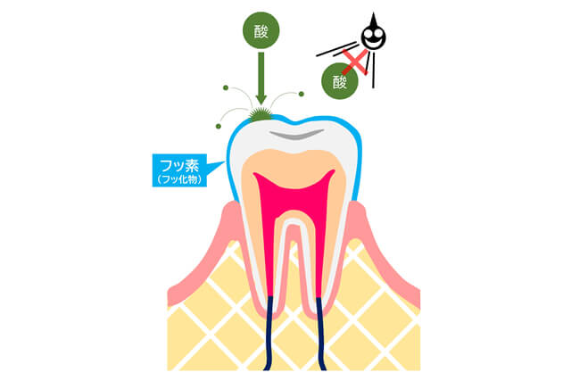 歯の生えはじめ、噛み合わせ